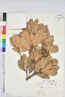 嶺南青剛櫟、嶺南椆藏品圖，第1張