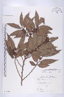 軟毛柿藏品圖，第1張