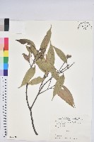 鋸葉長尾栲、白校欑藏品圖，第1張