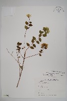 臺灣糯米條藏品圖，第1張