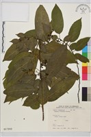 桶鉤藤藏品圖，第1張