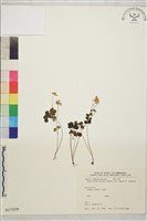 大花傅氏唐松草藏品圖，第1張