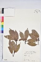 青剛櫟、鐵椆藏品圖，第1張