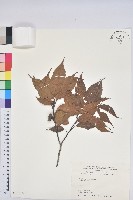 錐果櫟藏品圖，第1張