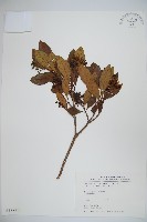 珊瑚樹藏品圖，第1張