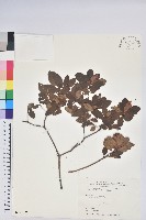 唐杜鵑、大屯杜鵑、中原氏杜鵑藏品圖，第1張