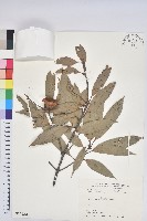 捲斗櫟藏品圖，第1張