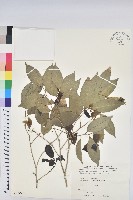 交力坪鐵色藏品圖，第1張