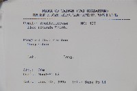 鐵冬青藏品圖，第2張