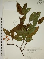 猿尾藤藏品圖，第1張