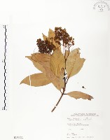 豬腳楠藏品圖，第1張