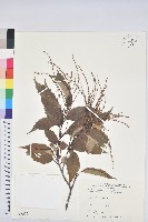 臺灣苦櫧藏品圖，第1張