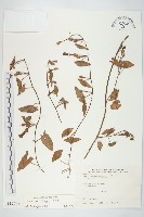 海牽牛藏品圖，第1張