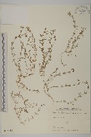 天蓬草、雀舌草藏品圖，第1張