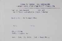 鵝掌柴、江某、鴨腳樹藏品圖，第2張