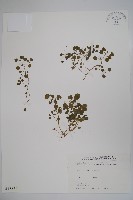 山桔梗藏品圖，第1張