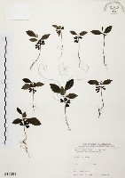 黃杞藏品圖，第1張