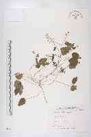 臺灣假山葵藏品圖，第1張