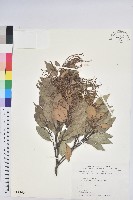 長尾栲、長尾柯、長尾尖葉櫧藏品圖，第1張