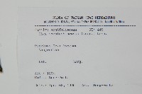 革葉冬青藏品圖，第2張