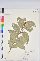 鐵色藏品圖，第1張