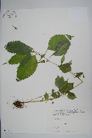 黃花鳳仙花藏品圖，第1張