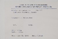 黃花鳳仙花藏品圖，第2張