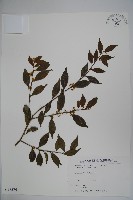 早田氏冬青藏品圖，第1張