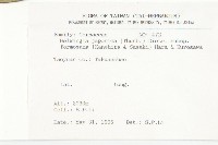 臺灣青莢葉藏品圖，第2張