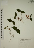 猿尾藤藏品圖，第1張