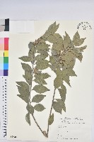 臺灣假黃楊藏品圖，第1張