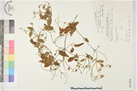 鵝鑾鼻鐵線蓮藏品圖，第2張