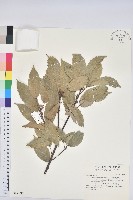 青剛櫟、鐵椆藏品圖，第1張