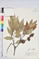 刺栲、鉤栗、火燒柯藏品圖，第1張