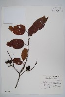 臺灣赤楊、臺灣榿木藏品圖，第1張