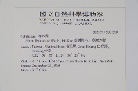 臺灣赤楊、臺灣榿木藏品圖，第2張