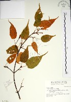 尖葉槭藏品圖，第1張