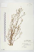 掃帚菊藏品圖，第1張