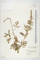 野艾蒿藏品圖，第1張