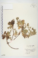 細葉假黃鵪菜藏品圖，第1張