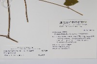 武靴藤藏品圖，第2張