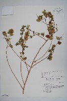 臺灣糯米條藏品圖，第1張