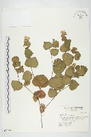 腺葉帚菊藏品圖，第1張