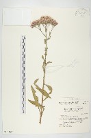 泥胡菜藏品圖，第1張