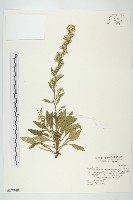 一枝黃花藏品圖，第1張