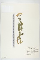 琴葉紫菀藏品圖，第1張