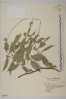 光果南蛇藤藏品圖，第1張