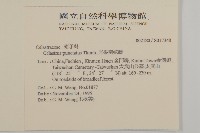 光果南蛇藤藏品圖，第2張