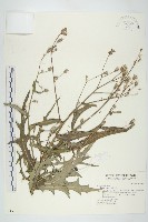 鵝仔草藏品圖，第1張