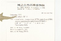 鵝仔草藏品圖，第2張